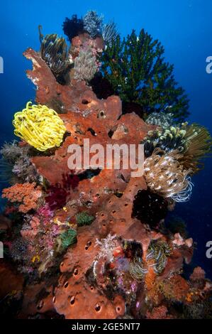 Stelle piuma (Cenometra bella) su Sponge (Porifera), sullo sfondo nero Sole Corallo (Tubastraea micranthus), Oceano Pacifico, Halmahera Foto Stock