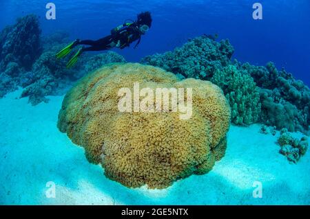 Tuffatore guardando al blocco di corallo con l'antielia gigante (Anthelia glauca), Mar Rosso, Hurghada, Egitto Foto Stock