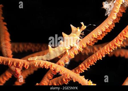 Gamberetti di Longhorn (Miropandalus hardingi) sulla frusta di mare (Junceella fragilis), Pacifico occidentale, Dauin, Dumaguete, Negros, Visayas, Filippine Foto Stock