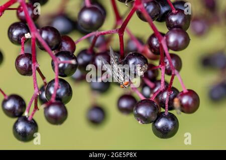 Colpo di volo (Calliforidae) su sambuco, Germania Foto Stock