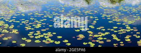 Lily si trova nel Parco Nazionale di Rolvennen, De Meinweg, Paesi Bassi Foto Stock