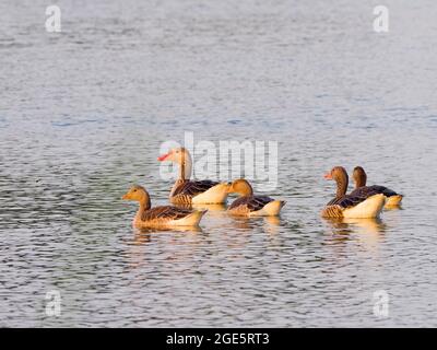 Gylag Goose (Anser anser), famiglia di animali, alta Lusazia, Sassonia, Germania Foto Stock