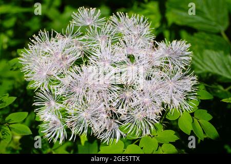 Columbine Greater Meadow rue (Thalictrum aquilegifolium), Kleinwalsertal, Vorarlberg, Austria Foto Stock