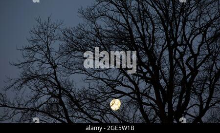 Luna piena dietro i rami di una vecchia quercia, luna, Mondseeland, Austria superiore, Austria Foto Stock