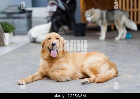 Il simpatico e dorato retriever sta squatting sul pavimento e sorridendo con felicità, un cane felice e amichevole Foto Stock