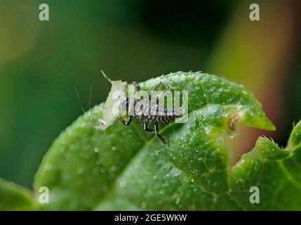 Ladybird (Coccinellidae), larva mangia afide, insetto benefico, controllo biologico dei parassiti, Germania Foto Stock