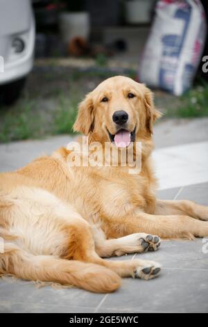 Il simpatico e dorato retriever sta squatting sul pavimento e sorridendo con felicità, un cane felice e amichevole Foto Stock