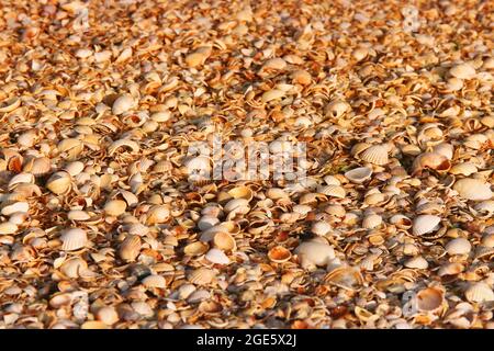 Sfondo da shell. Splendido sfondo estivo. Mare Foto Stock