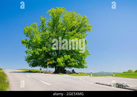 Il lime di Linn, grande antico lime, si trova ad un bivio stradale sotto un cielo blu, Linn nel cantone di Argovia, Svizzera Foto Stock