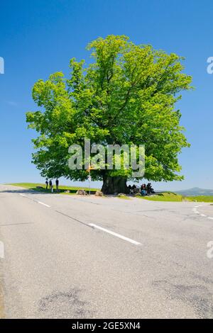 Il lime di Linn, grande antico lime, si trova ad un bivio stradale sotto un cielo blu, Linn nel cantone di Argovia, Svizzera Foto Stock