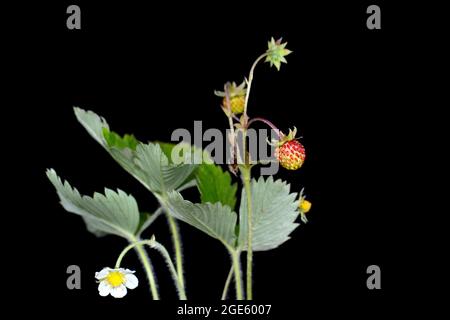 Ramo di fragola selvaggia con foglie isolate su sfondo nero. Macro fondo fragola. Primo piano. Foto Stock