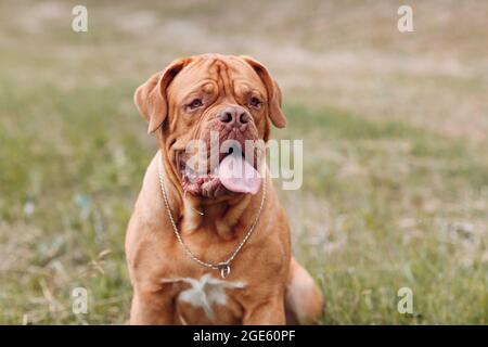 Ritratto Dogue de Bordeaux. Cane francese Mastiff animale domestico Foto Stock