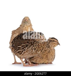 Gregge di tre diversi uccelli Quail colorati, seduti insieme. Isolato su sfondo bianco. Foto Stock