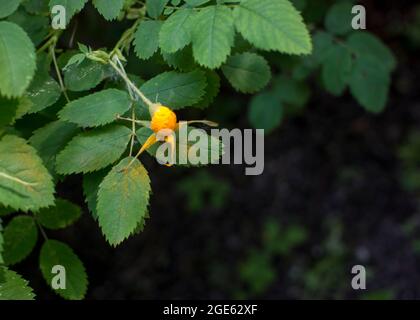 Fungo ruggine su fianchi rosa canina. Foto di alta qualità Foto Stock