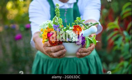 La donna raccoglie erbe medicinali e fiori. Messa a fuoco selettiva. Natura. Foto Stock