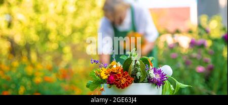 La donna raccoglie erbe medicinali e fiori. Messa a fuoco selettiva. Natura. Foto Stock