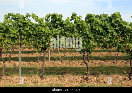 Maturazione delle uve su viti a Small Hythe, Tenterden, Kent, Inghilterra, Regno Unito Foto Stock