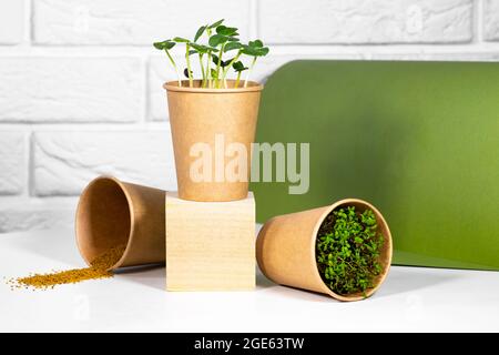 Piante Microgreen in carta eco Cup sul podio in legno. Moderno concetto alla moda di cibo da cucina. Giovani germogli verdi. Concetto di alimentazione sana. Mattone chiaro Foto Stock