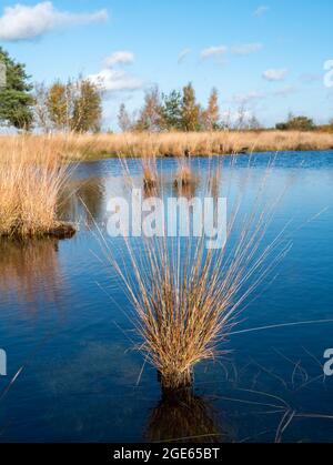 Moor erba e piscina d'acqua, torba nel parco nazionale Dwingelderveld, Drenthe, Paesi Bassi Foto Stock