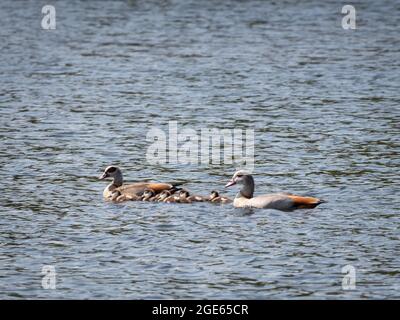 Oca egiziana, Alopochen aegyptiaca, genitori e giovani gossings nuotare nel lago, Paesi Bassi Foto Stock