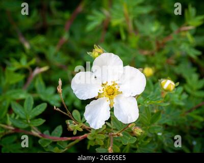 Arbusti di cinquefoil, Dasiphora frutticosa SYN Potentilla frutticosa Abbotswood, primo piano di fiore bianco con cinque petali in primavera, Paesi Bassi Foto Stock