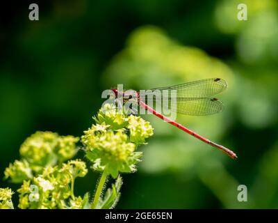 Grande damselfly rosso, la ninfula di Pyrhosoma, riposante su germoglio di fiore del manto della signora, Alchemilla mollis Foto Stock