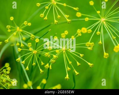 Aneto, Anethum graveolens, primo piano di gemme e fiori di erbe annuali in giardino, Paesi Bassi Foto Stock