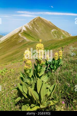 Monte Priora in Montefortino (Italia) - la cima paesaggistica del Monte Priora, nelle Marche, provincia di fermo. Una delle vette più alte dell'Appennino Foto Stock