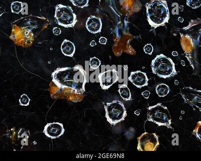 Una macro-shot di alcune gocce d'acqua catturate in una rete di ragno Foto Stock