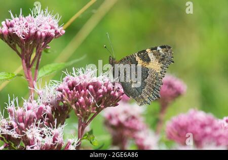 Lato inferiore di una piccola farfalla di tartaruga (Aglais orticae) che si alimenta su un fiore di agrimonia di canapa Foto Stock