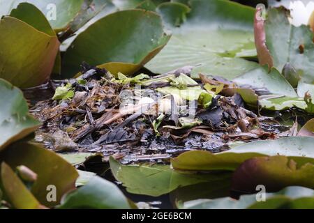 Piccole uova grBE nel nido (Tachybaptus ruficollis) germania Foto Stock