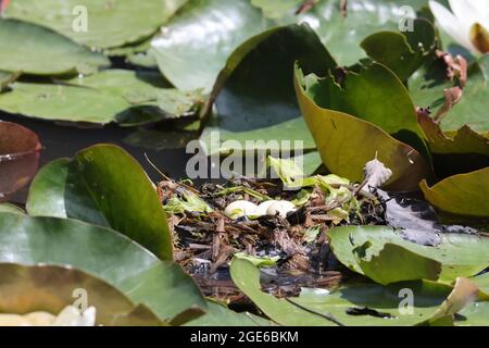 Piccole uova grBE nel nido (Tachybaptus ruficollis) germania Foto Stock