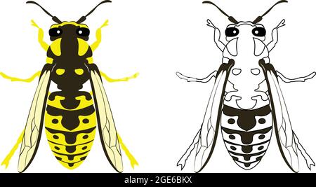 Yellowjacket Yellow Jacket Wasp Hornet Vector Illustration riempimento e contorno isolati su sfondo bianco. Insetti Bugs Worms Pest e Flies. Illustrazione Vettoriale