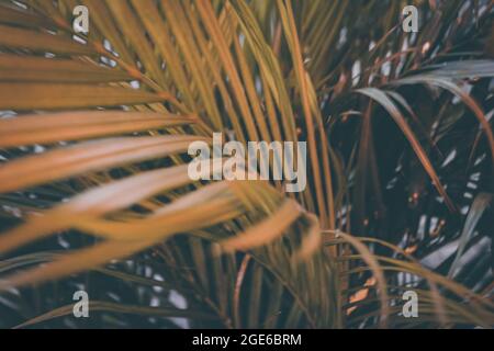 Primo piano di facciate di palme piantate in pentole Foto Stock