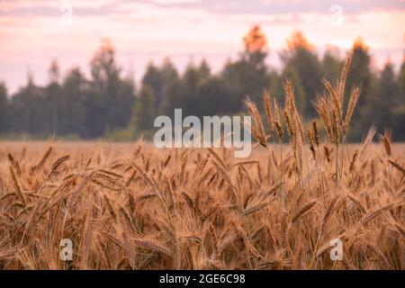 Gli spikelets di segale in rurale con le piccole gocce d'acqua in primo piano all'alba. Messa a fuoco selettiva sul primo piano con uno sfondo sfocato. Albe e. Foto Stock