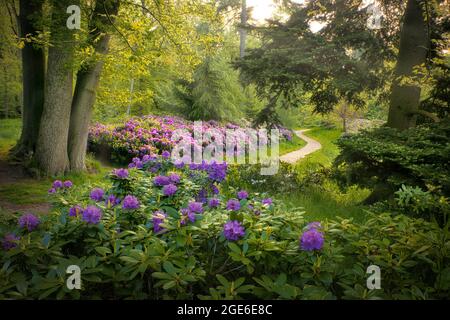 Paesi Bassi, Õs-Graveland, tenuta rurale Schaep en Burgh. Rododendri fioriti. Foto Stock