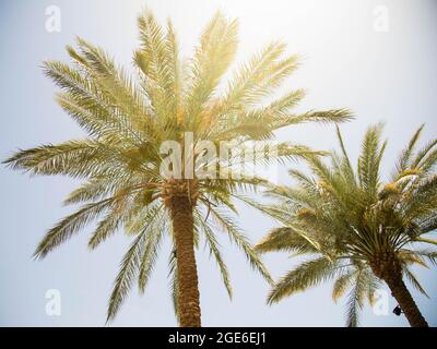 Tropici alberi di palma su sfondo blu cielo in giornata di sole. Concetto di vacanza estiva. Date palme alberi Foto Stock