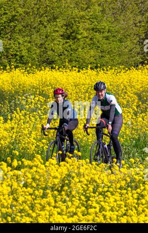 Paesi Bassi, Houten, ciclisti, coppie. Ravizzone in fiore. Foto Stock