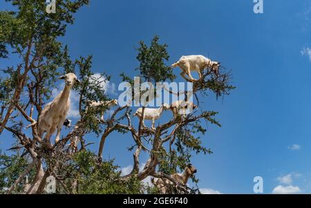 Capre (capra hircus aegagrus) arroccate su un albero di Argan (argania spinosa), vicino Essaouira, Marocco Foto Stock