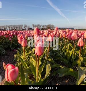 Campo di tulipani in primavera, Hillegom, Paesi Bassi Foto Stock