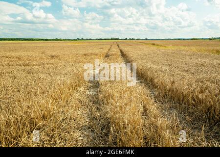 Percorso tecnologico attraverso il grano, Czulczyce, Polonia Foto Stock