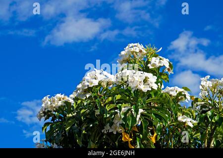 Bouquet da sposa o frangipani selvaggi (Plumeria pudica), Diamantina, Brasile Foto Stock