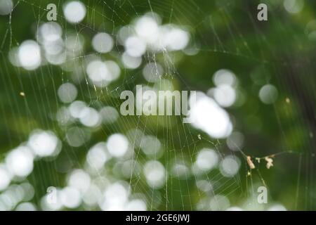 Il ragno tesse una fitta rete su piante verdi. Fotografia macro della fauna selvatica. Piante e ragni. Foto Stock