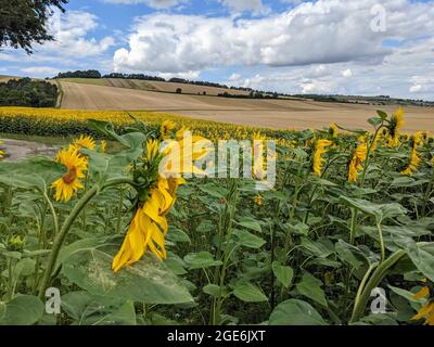 I girasoli crescono fortemente in questa fotografia scattata durante l'estate in Francia Foto Stock