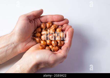 Mani contadine maschi che tengono bulbi di semi di cipolla, primo piano su sfondo bianco. Foto Stock