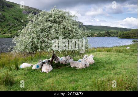 Pecore che riposano all'ombra di un albero accanto ad un lago nella contea di Cork Irlanda Foto Stock