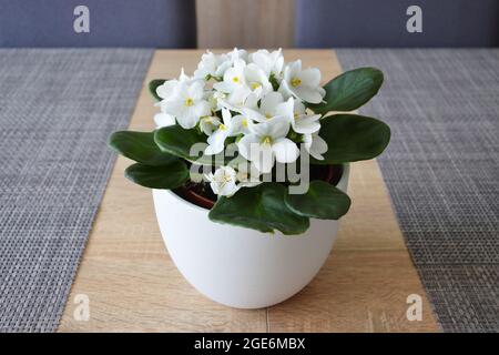 Viola africano bianco in vaso di fiori Foto Stock