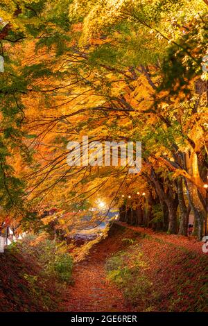 Maple corridoio vicino al Lago Kawaguchi e Mt. Fuji, Giappone durante l'autunno. Foto Stock