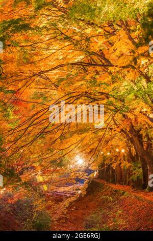 Maple corridoio vicino al Lago Kawaguchi e Mt. Fuji, Giappone durante l'autunno. Foto Stock