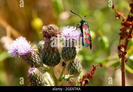 Una falena Burnett a sei punti, Mull of Galloway, Drummore, Stranraer, Dumfries e Galloway. Foto Stock